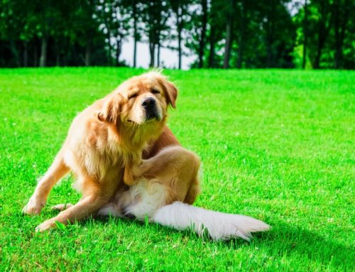 Allergic Reactions: Hives vs. Anaphylaxis and What We Do
