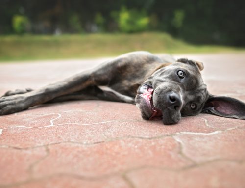 What Does Heat Stroke Actually Look Like in a Dog or Cat on a Hot Montana Day?