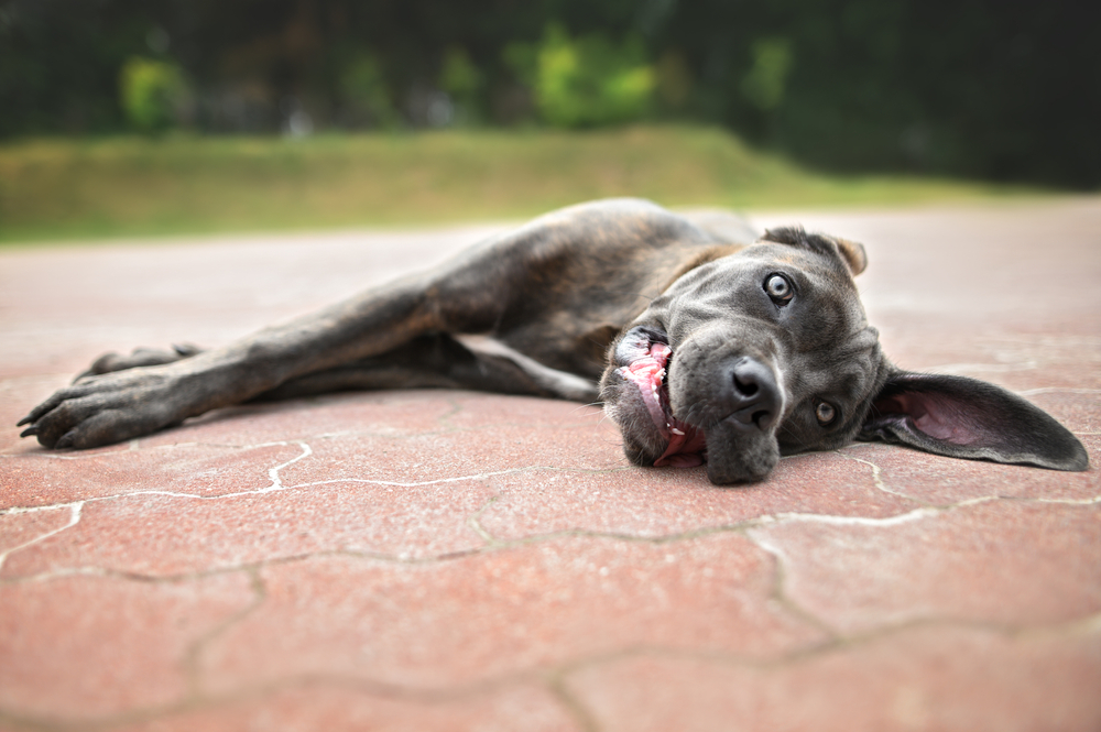 Young Cane Corso puppy outdoors, illustrating summer pet safety and heat stroke prevention.