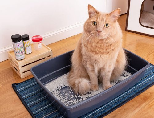 Apartment Cats: Litter Box Design, Vertical Space, and Enrichment