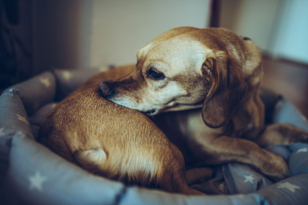 Small brown dog curled up in a cushioned dog bed, resting with its head tucked against its body.