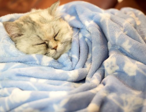 Why Would Your Pet’s Own Immune System Destroy Its Blood Cells?