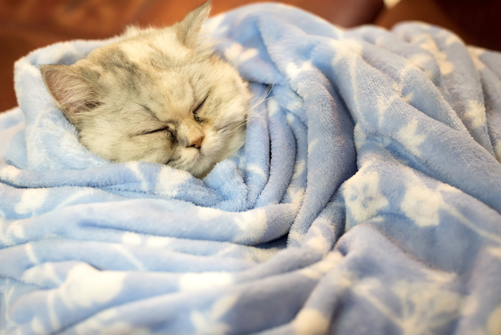Early pain detection in pets through a veterinary examination, highlighting the importance of recognizing subtle behavioral and physical changes for timely treatment and improved quality of life.