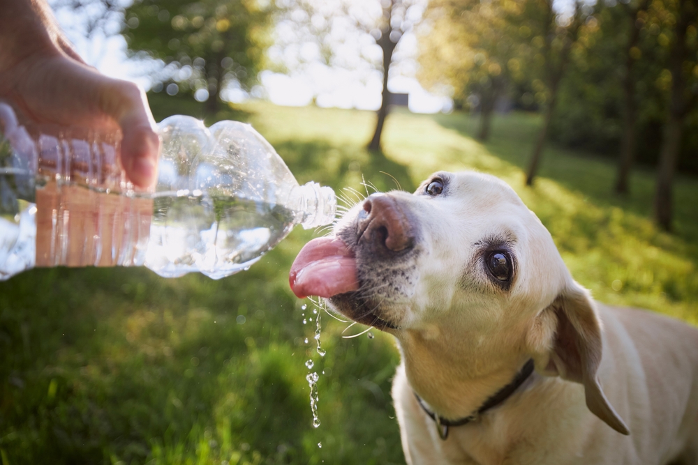 Pet staying hydrated with access to fresh drinking water during warm weather.