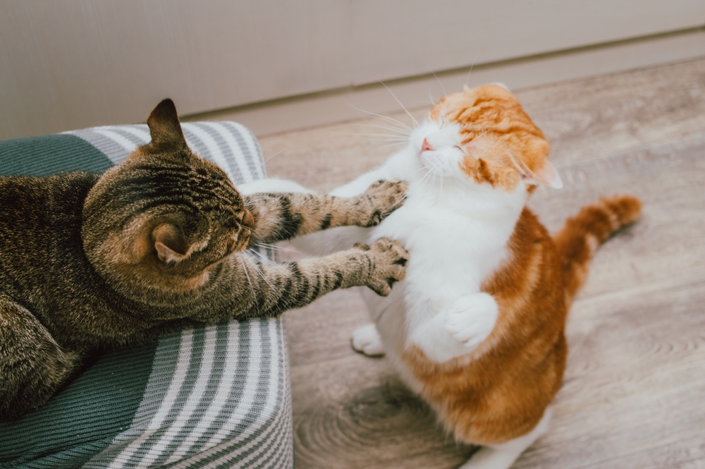 Red and gray cats playing together indoors in a cozy apartment setting